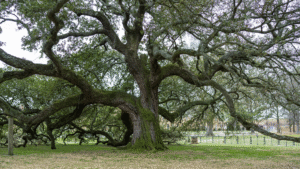 De 24 universele Sterke Kanten