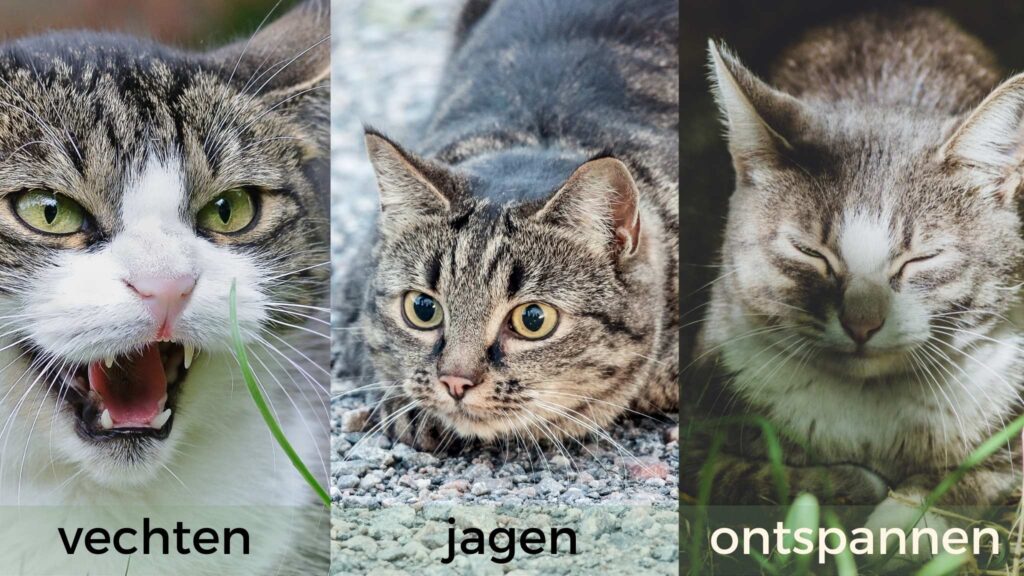 De poes in haar e emotie regulatiesystemen