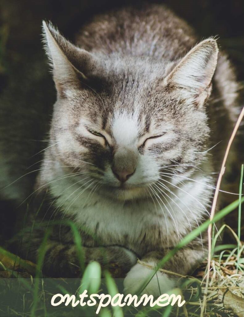Een poes ontspant als ze in haar zorgsysteem is.